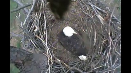 Richmond Eagles First Eaglet Hatches - From Pip to Hatch 3-16-12