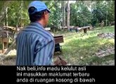 Madu Kelulut Asli Merbok,Kedah
