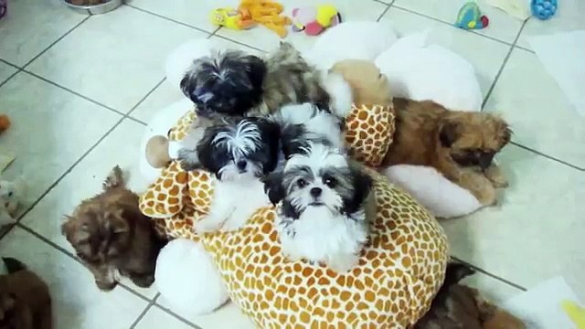 Cute Ace Of Pups ShihTzu, October, 4 sale! A Purebred ShihTzu Breeder, in Beverly Hills Florida.