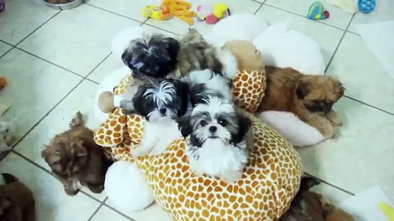 Cute Ace Of Pups ShihTzu, October, 4 sale! A Purebred ShihTzu Breeder, in Beverly Hills Florida.