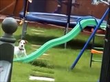 FUNNY VIDEOS    NEW ANIMAL FUNNY VIDEOS   FUNNY VIDEOS OF DOGS, CATS AND OTHER ANIMAL VINES