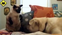 FUNNY VIDEOS   Funny Cats vs Funny Dogs   Funny Animals   Funny Cat Videos   Fail Compilation