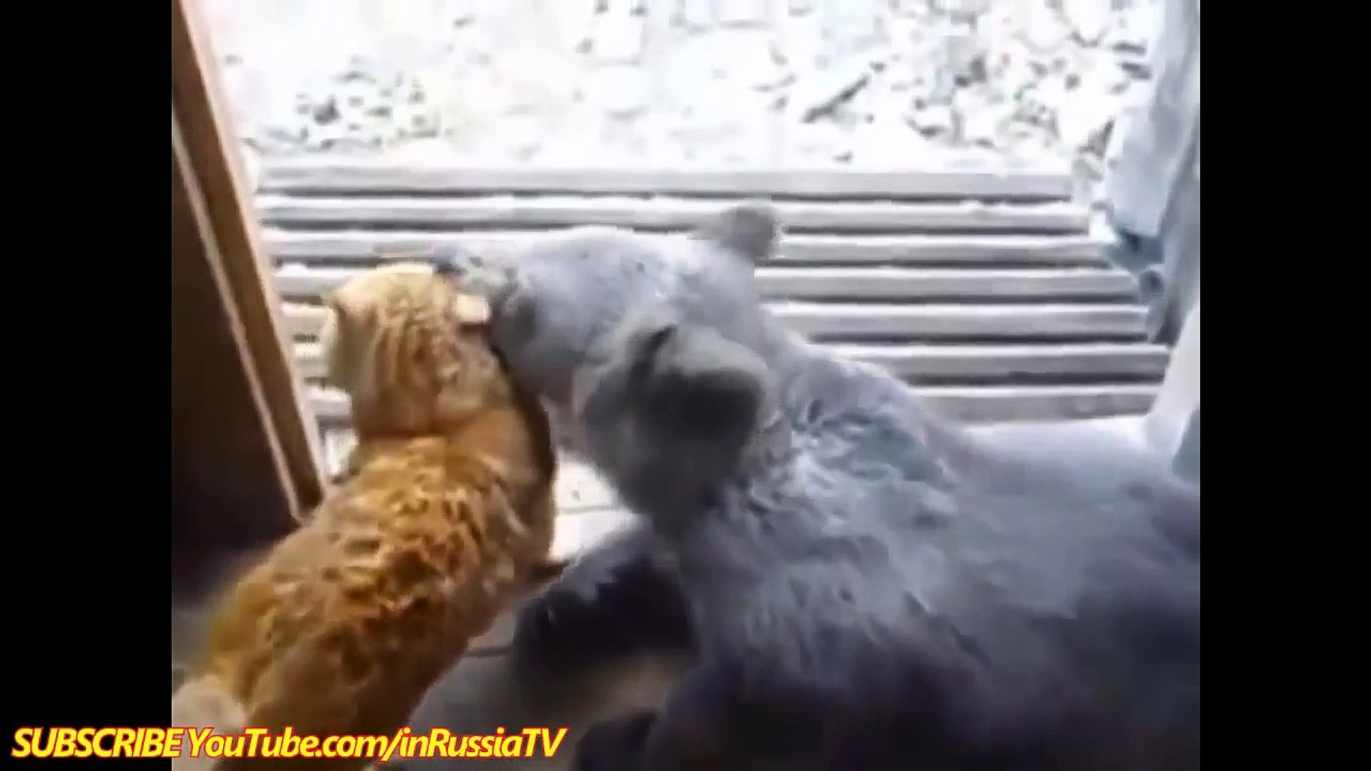FUNNY VIDEOS   Funny Cats & Bear   Funny Cat Videos   Funny Animals   Cats Funny Videos 2014