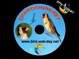 cd  chant de chardonneret copia