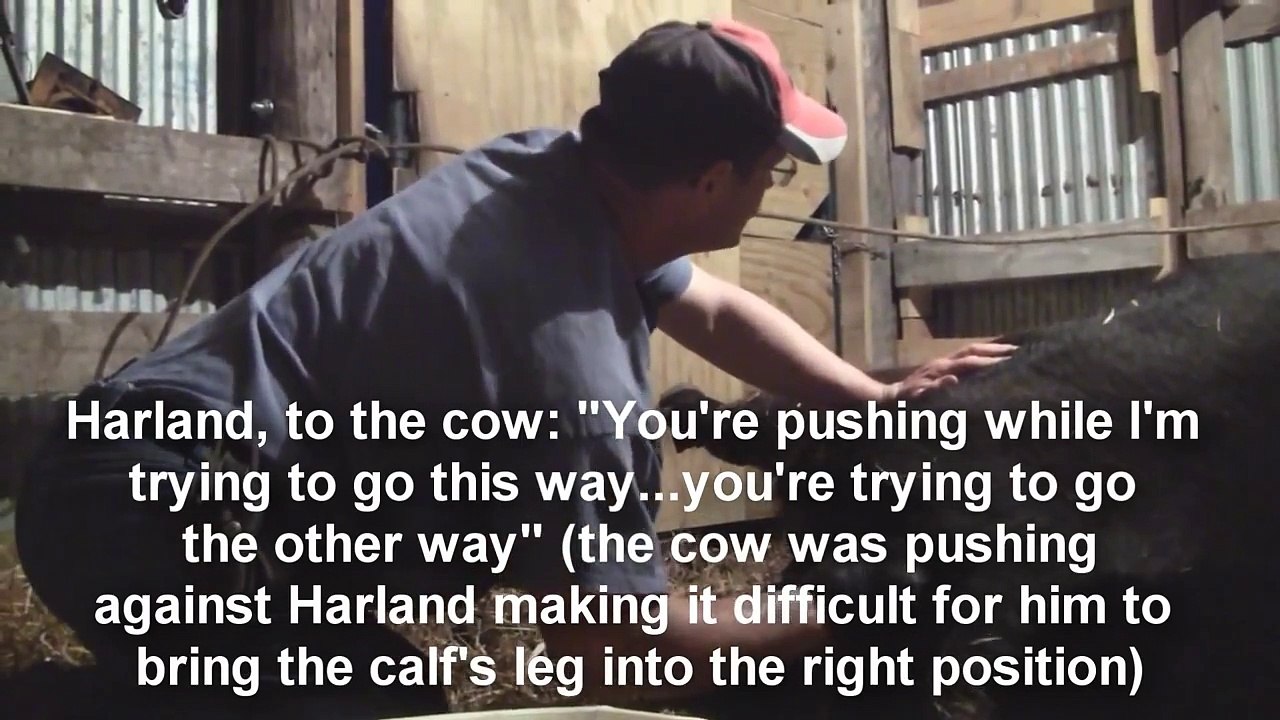 Difficult Calf Birth