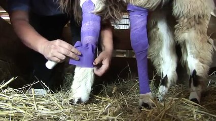 Llamas in costume -- and other llama tales