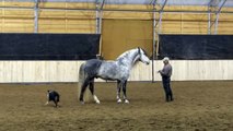 Mystique's Padrino - Andalusian Stallion at Liberty