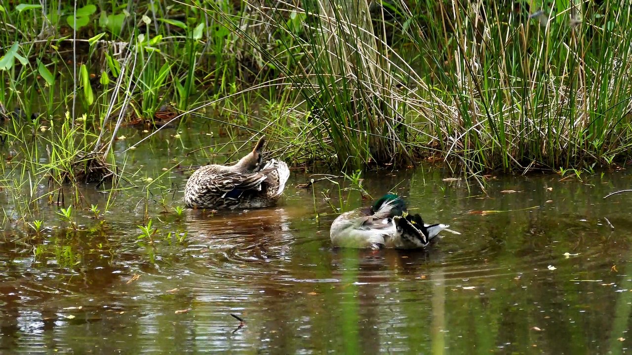 Nature Moments: Ducks taking a bath