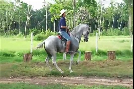 MARLON MENDOZA. RANCHO SINAI. LA CEIBA HONDURAS . CABALLOS ESPAÑOLES E IBEROS EN HONDURAS