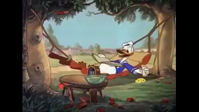 xxxx Donald Duck Walt Disney Cartoonxxxx Donald Duck de Walt Disney Cartoon xxx