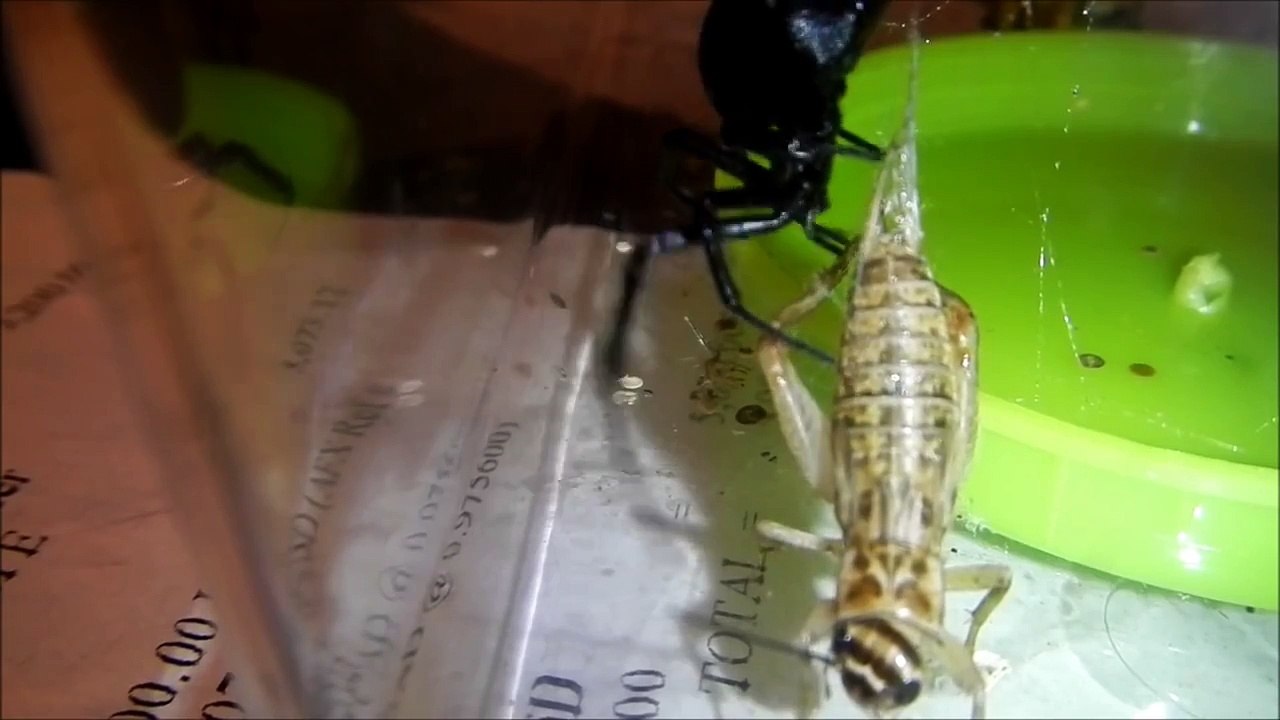 Black Widow Spider Feeding