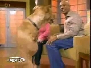 Faith, The Bipedal Dog