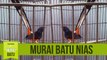 Suara Kicau Burung Murai Batu Nias Juara Gacor Ekor Hitam Panjang