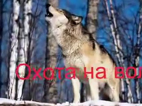 Охота на волка - Hunting for a wolf.