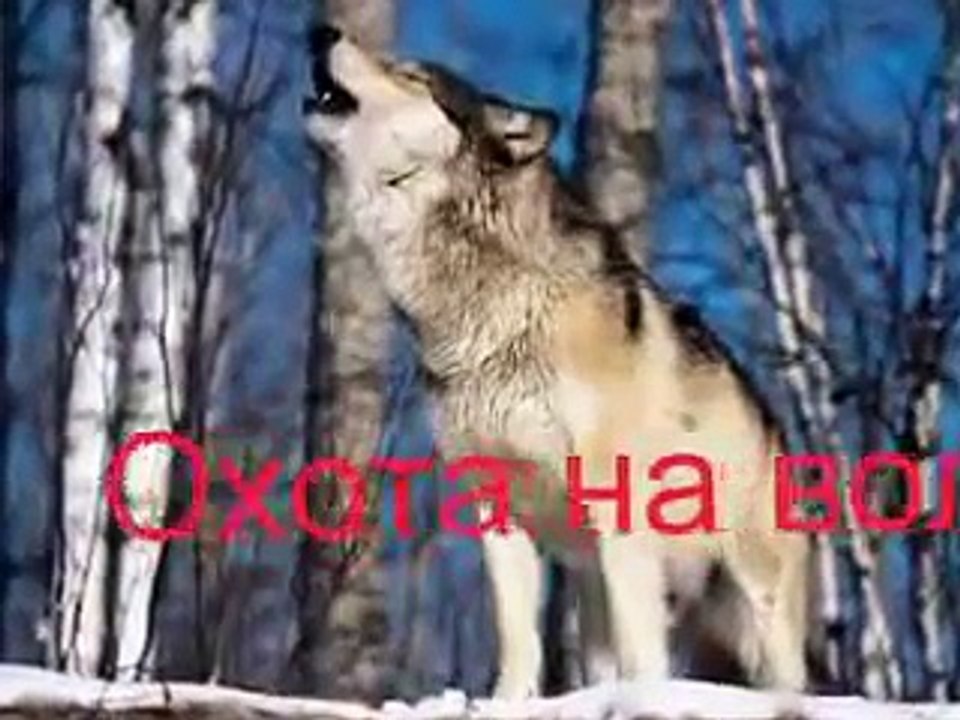 Охота на волка - Hunting for a wolf.