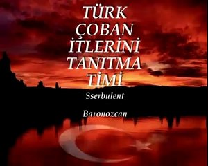 Gerçek KANGAL LAR  7