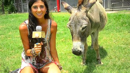 The Importance of Choosing a Vegan Lifestyle 🌱