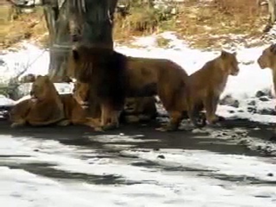 Fuji Safari Park