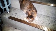 [길고양이 이야기] 2편 - 인연의 시작(잡곡과자와 어포를 주다)_시즌1 cat bonding