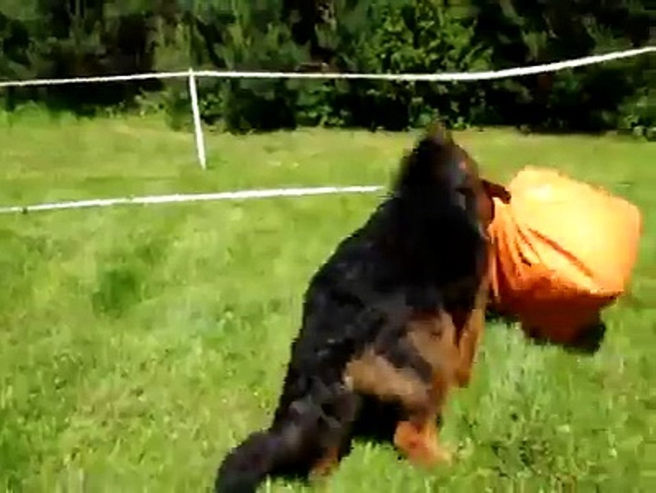 german shefard dog