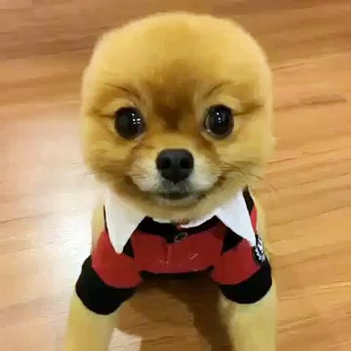 Funny Videos on