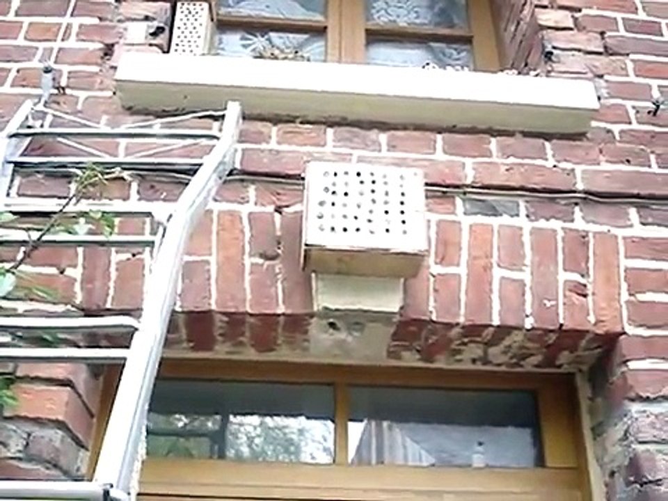 How to make a mason bee observation box