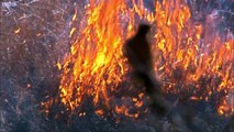 Fire and Feathers - Madagascar w/ David Attenborough - BBC