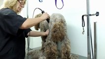 Grooming a Standard Poodle In Time Lapse