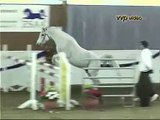 Arabian stallion free jumping