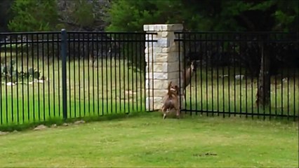 Quand un pitbull et un cerf s'amusent ensemble...