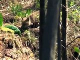 RED FOX KITS