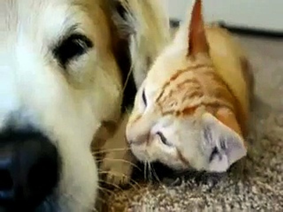 A dog sleeping with his kittens!