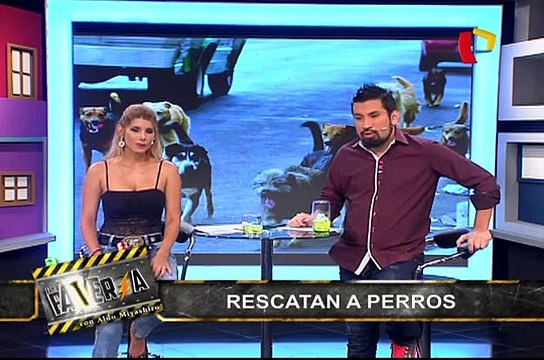 Rescatan a 18 perros que vivían hacinados en vivienda de Barranco