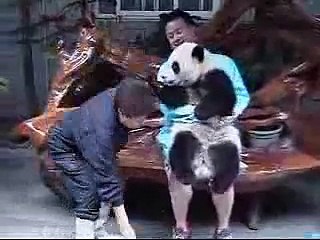 Panda in Chengdu