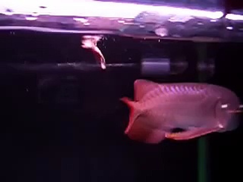 洛賓短片