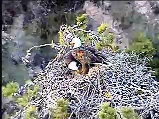 Wind Surfing Eagles - The Sequel