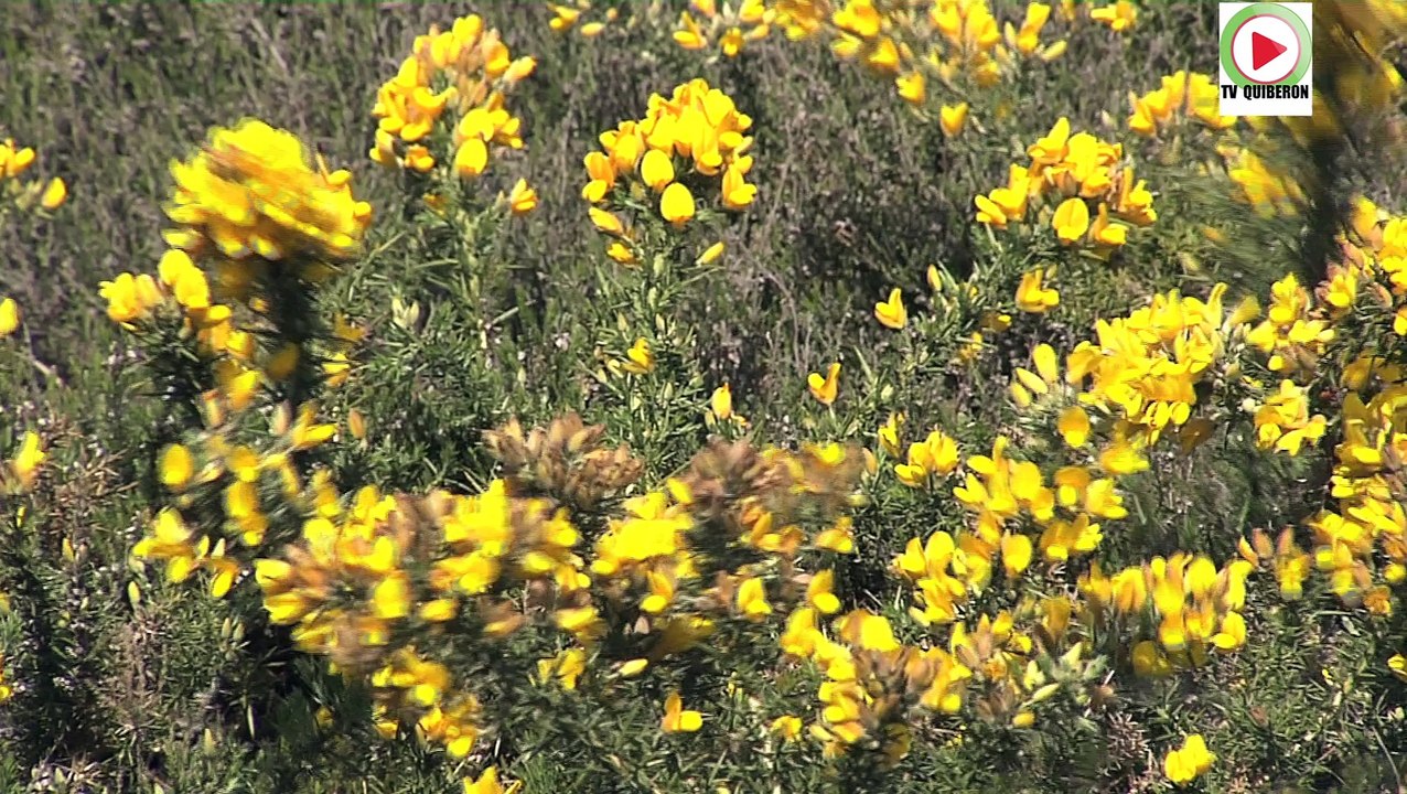 Carnac    |    En attendant l'ete 2015 - Bretagne Télé