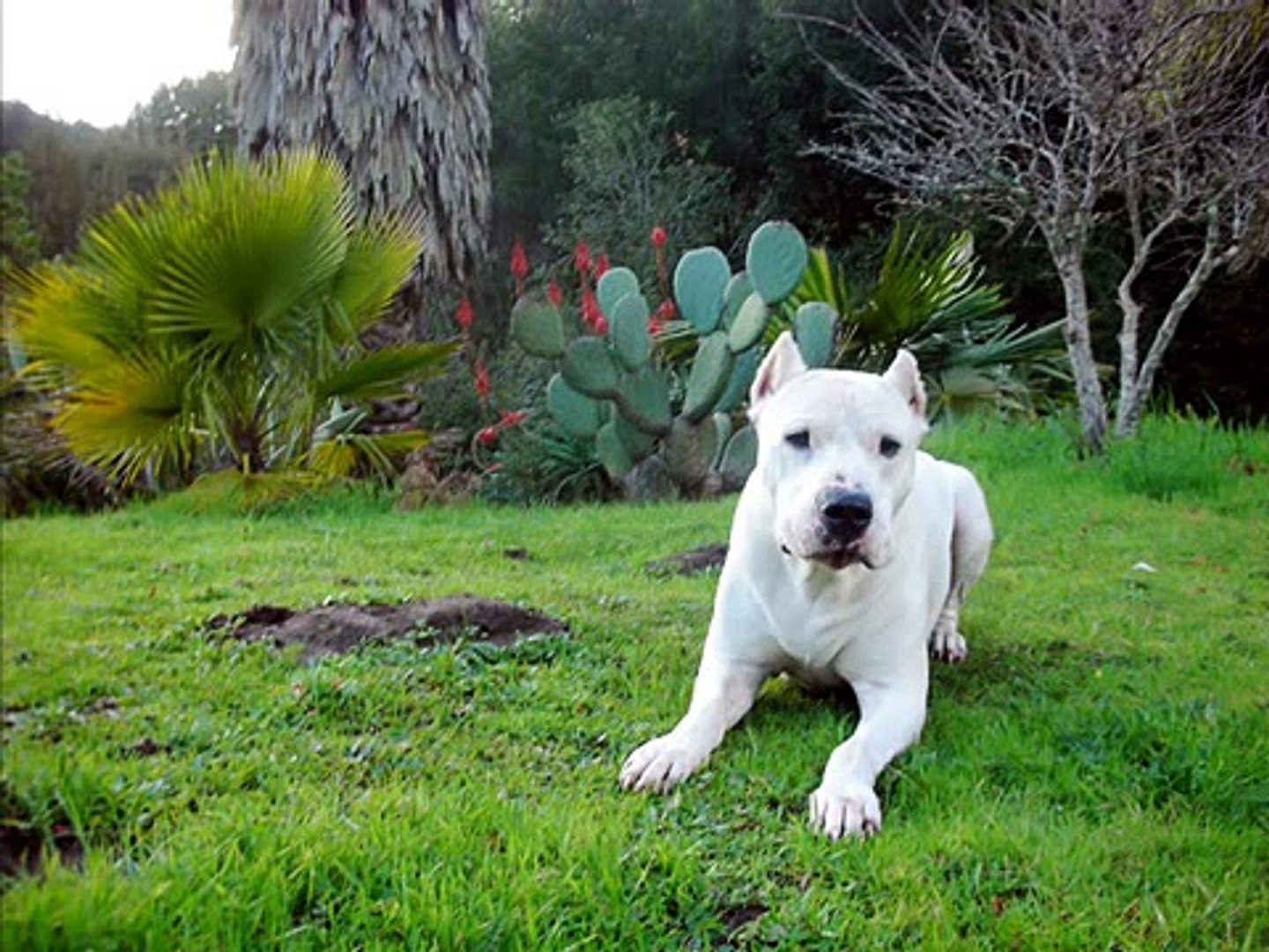 DOGO ARGENTINO (The best dog) - video Dailymotion