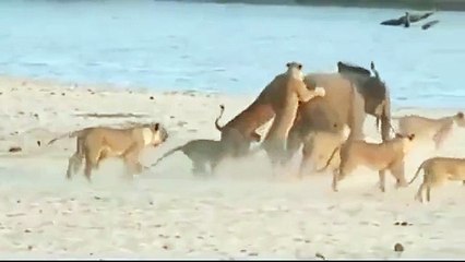 слоненок против львов (convert-video-online.com)