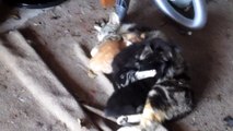 Cute Stray Kittens In My Garage