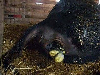 cow giving birth