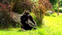 Feeding of Western Lowland Gorilla in Opole Zoo Karmienie Goryla Nizinnego w Zoo Opole