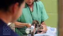 Clouded Leopard cubs at Point Defiance Zoo & Aquarium - 1 month old