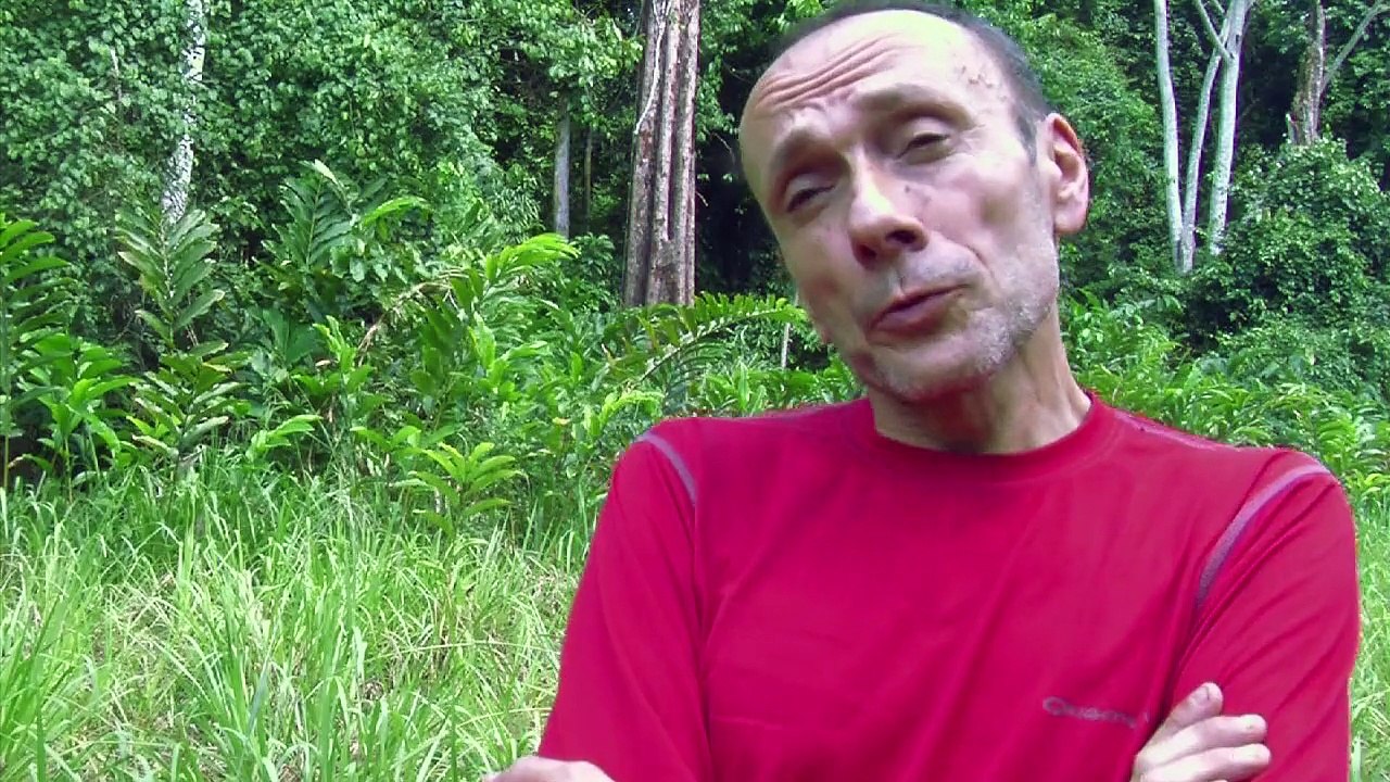 Mein Nachbar, der Gorilla: Forstwirtschaft in Gabun