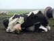 OMG Poor Cow !!! Drinking her own Milk