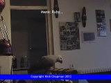 The African Grey, Swearing Parrot Ruby (Manic Ruby.0