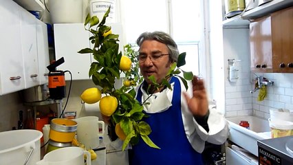 granita siciliana al limone bar gelateria hey remember lillo di franco