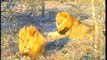 Djuma WildEarth Cam, Two Male Lions