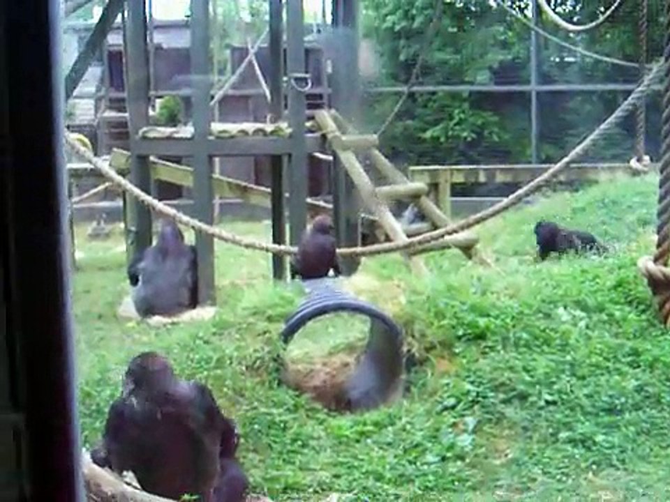 Columbus Zoo-Baby gorilla play fight