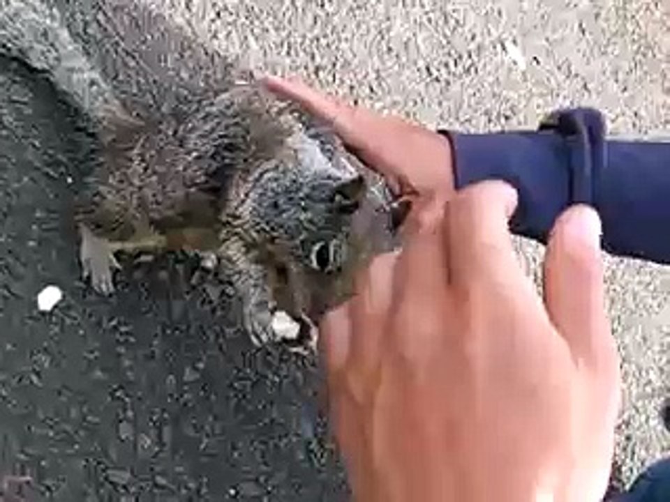Friendly Squirrel eating vanilla ice cream in Oregon